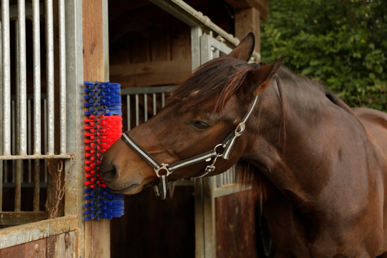 Brosse mi-circulaire bleu-rouge
