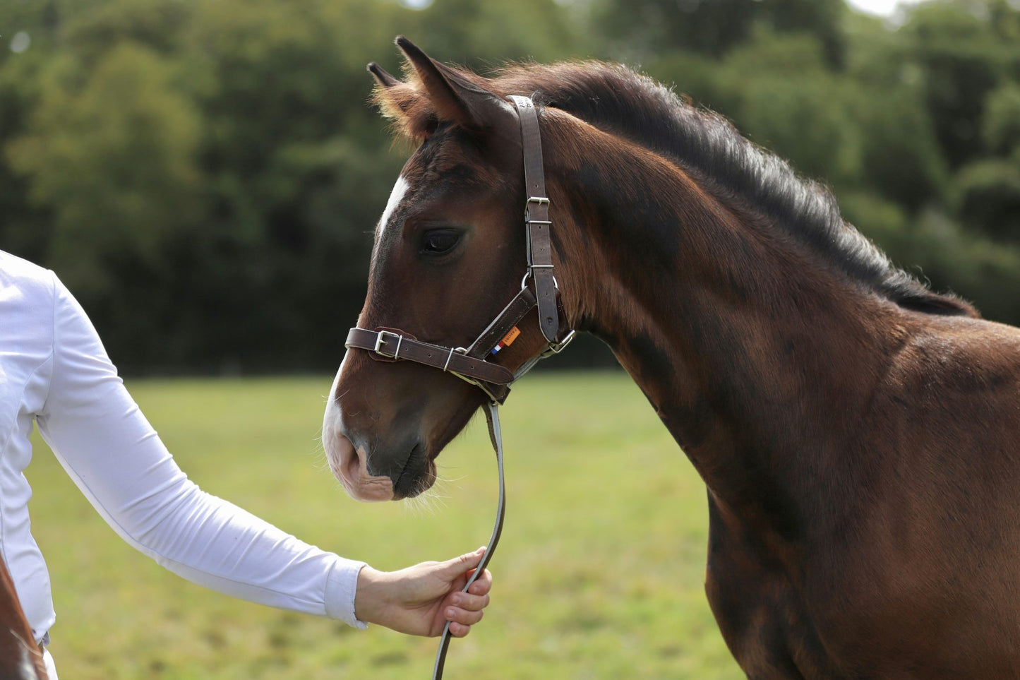 Licol en cuir gamme élevage
