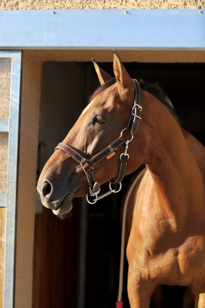Licol en cuir Chromé – Gamme Ecurie –